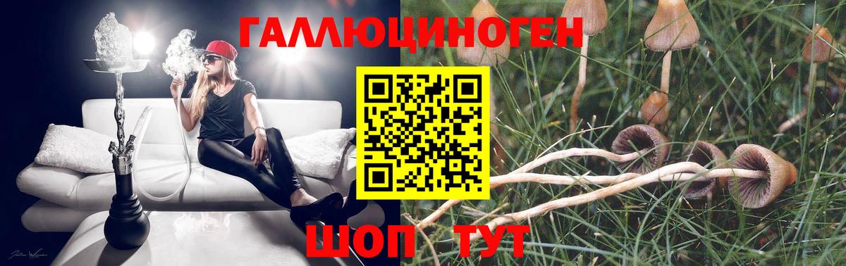 Галлюциногенные грибы Psilocybe Сердобск